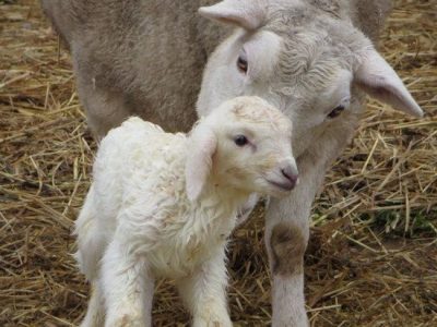 Counting Sheep Image